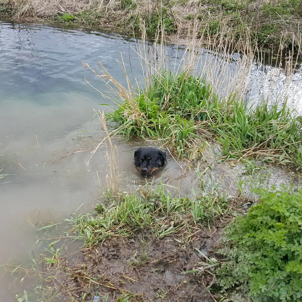 Rottweiler in the lake with its face above the water