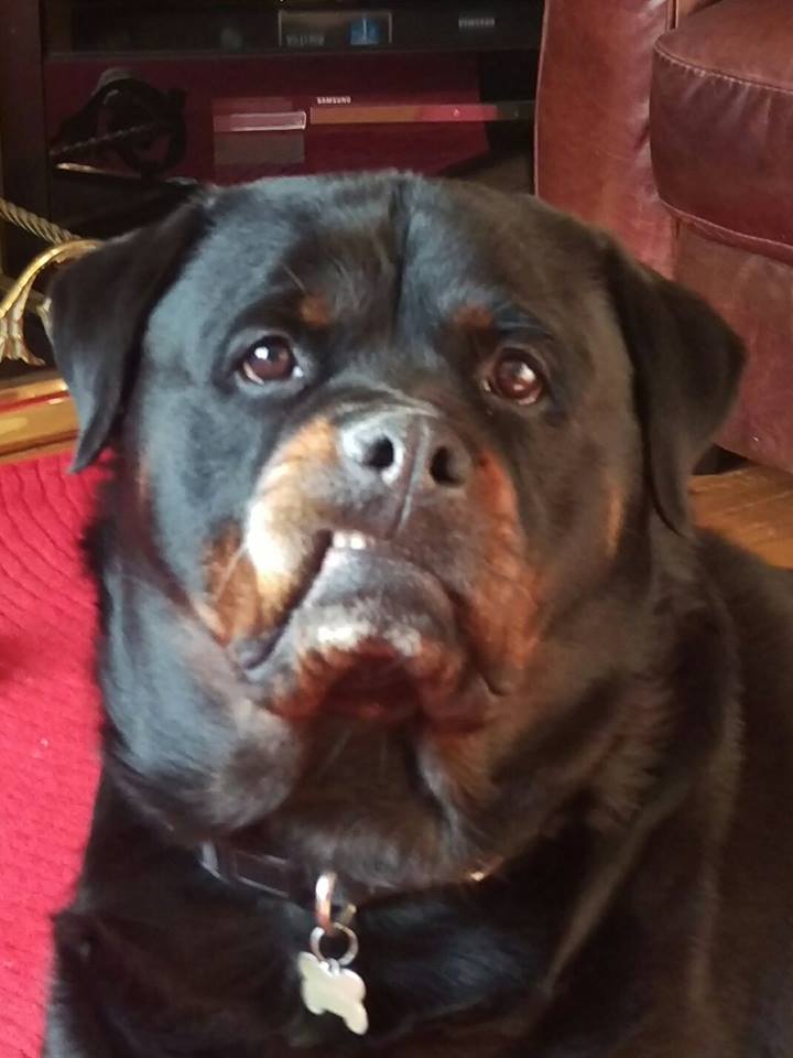 funny evil face of a Rottweiler