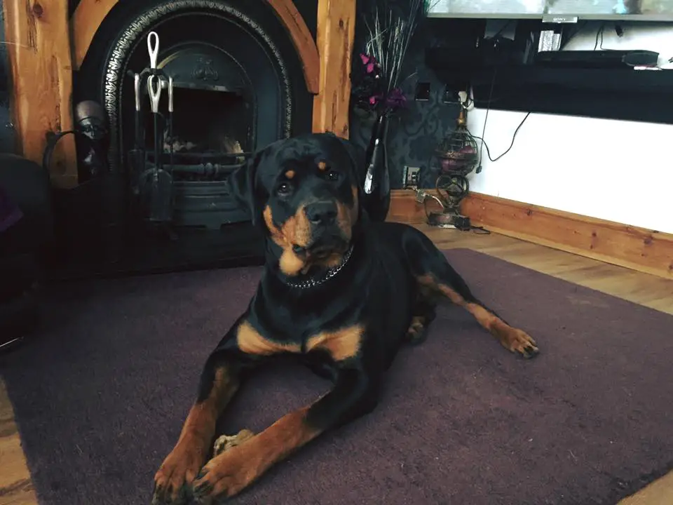 Rottweiler lying down on the carpet near the fire place