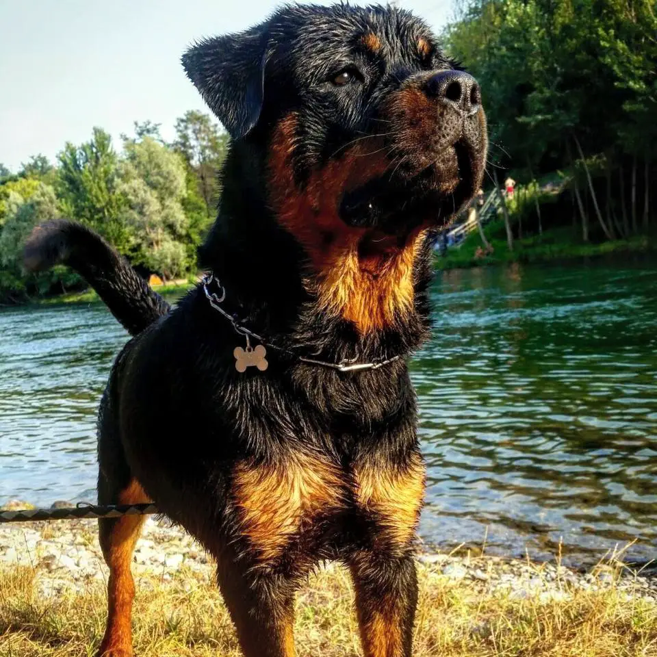 wet Rottweiler standing by the lake