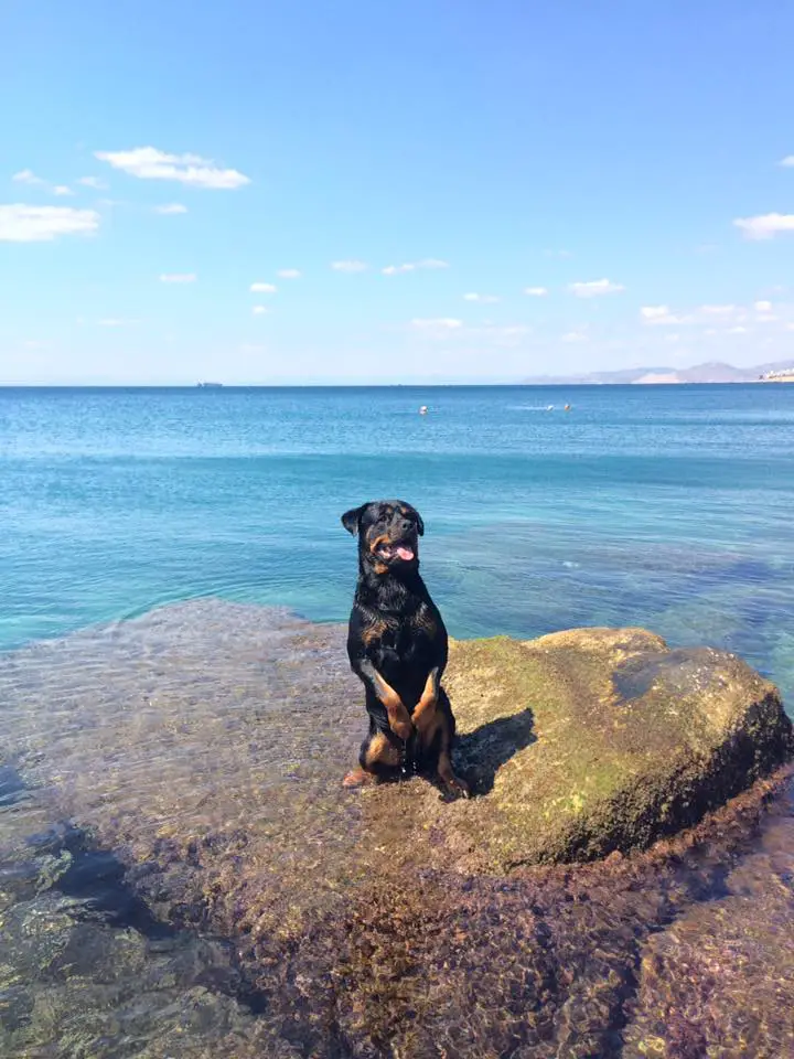 Rottweiler sitting pretty on top of the rock in the ocean