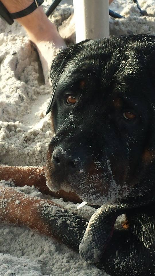 Rottweiler lying on the grass