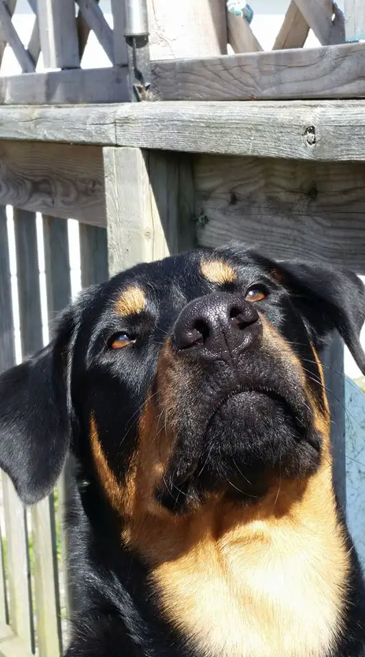 Rottweiler looking up under the sun