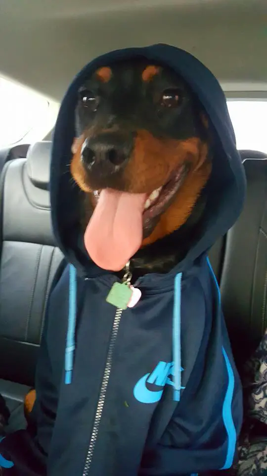 Rottweiler sitting inside the car wearing a nike sweater with hoodie