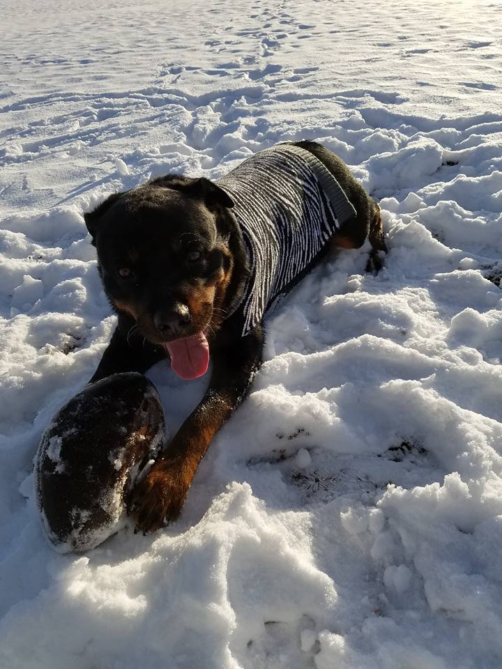 Rottweiler lying down in snow