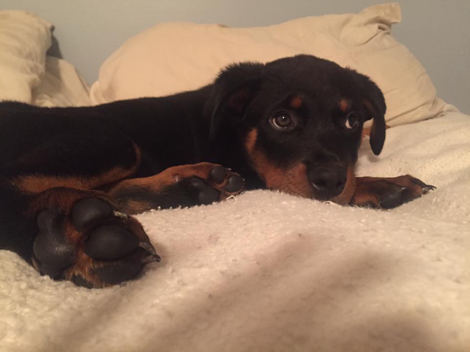Rottweiler puppy lying on the bed