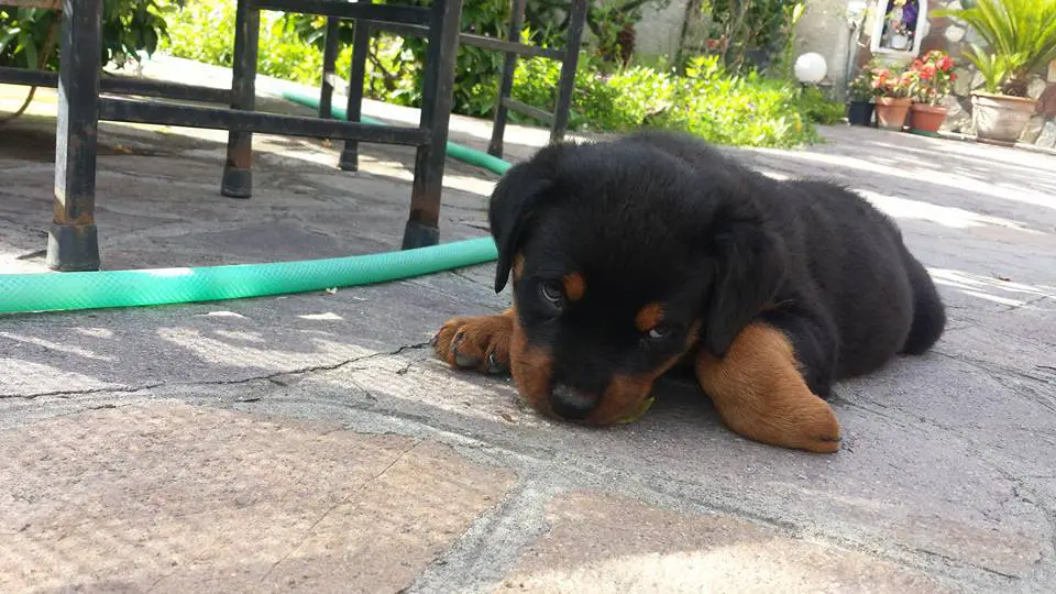 Rottweiler puppy lying on the pavement