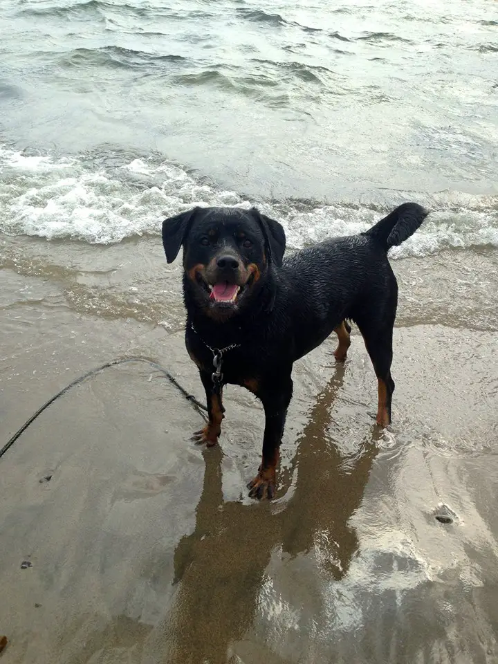 Rottweiler standing by the seashore while looking up with its excited expression
