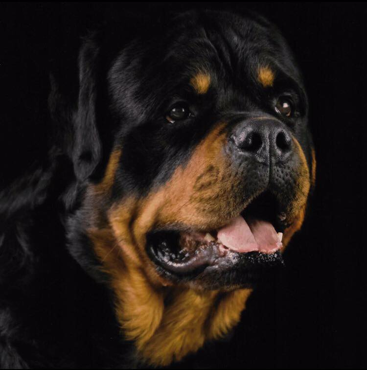 Rottweiler with its sad face in an isolated black background