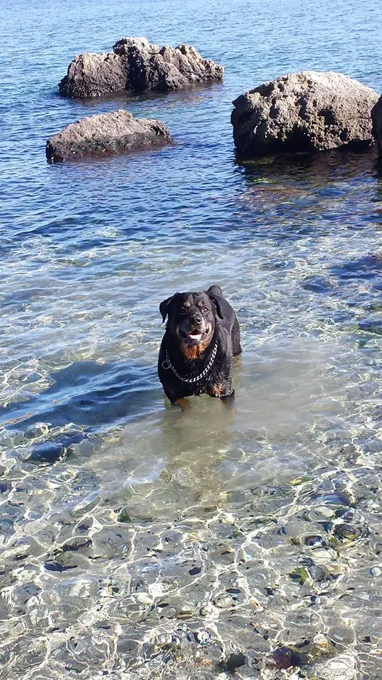 Rottweiler in the water at the beach