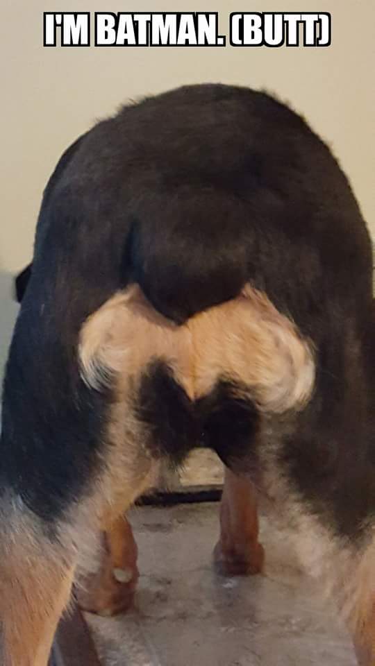 butt of a Rottweiler photo with a text 