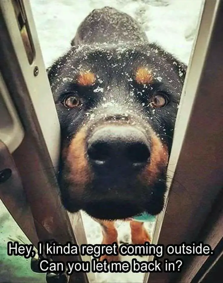 Rottweiler outdoors in winter peeking in between the door opening photo with a text 