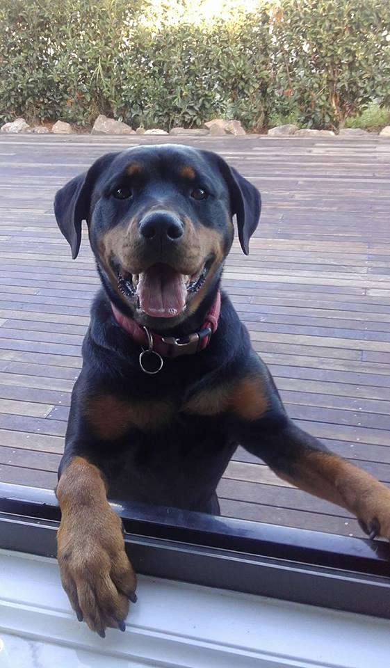 Rottweiler puppy waiting outdoors by the window