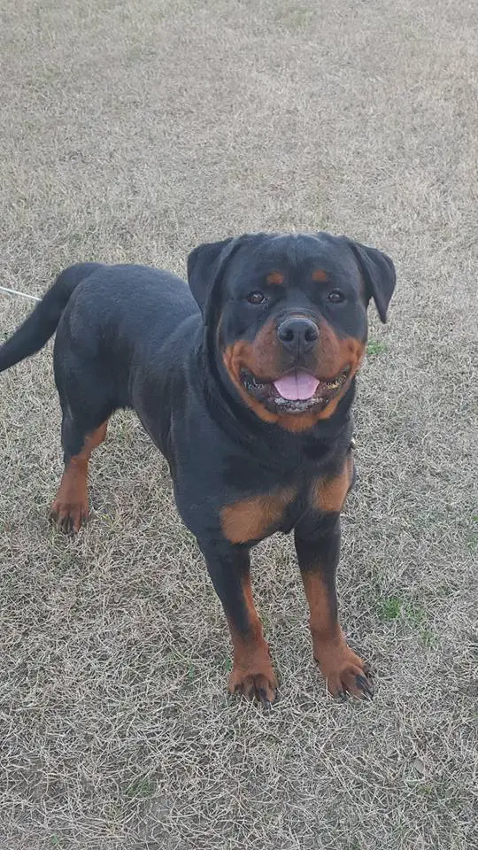Rottweiler standing on the dried grass looking up