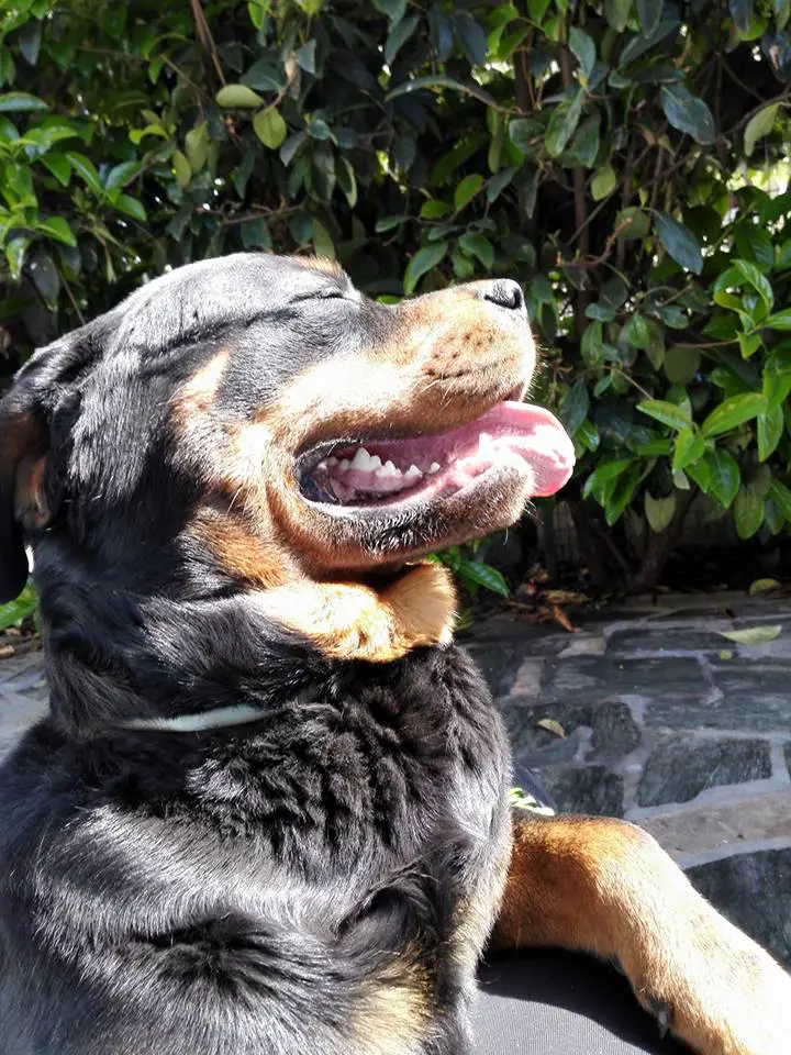 Rottweiler looking up sideview enjoying the sun
