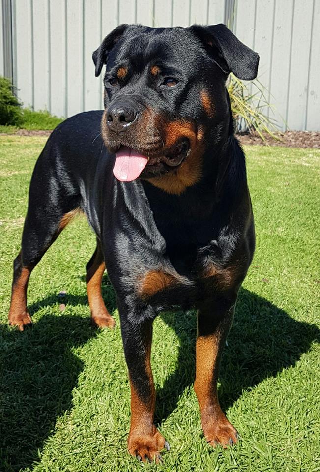 Rottweiler in the yard under the sun