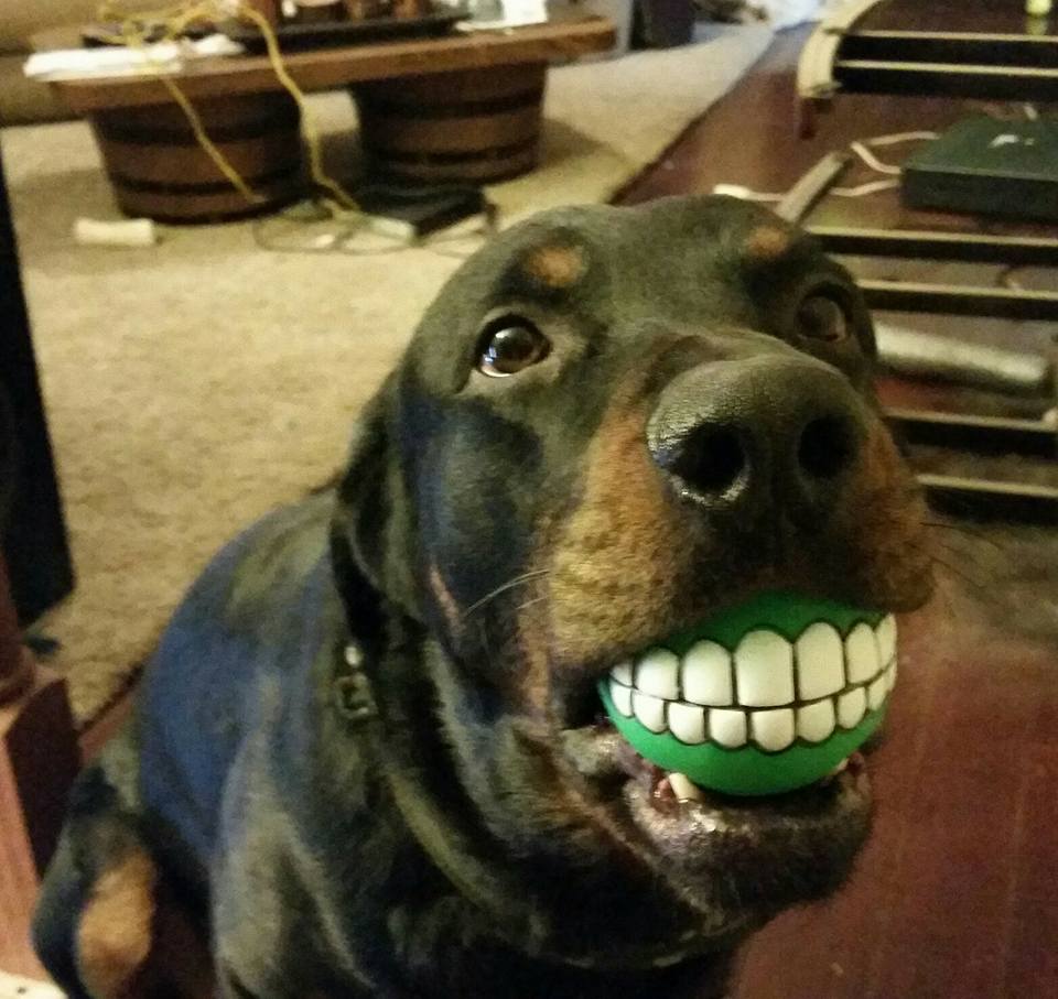 Rottweiler sitting on the floor with ball with teeth design in its mouth