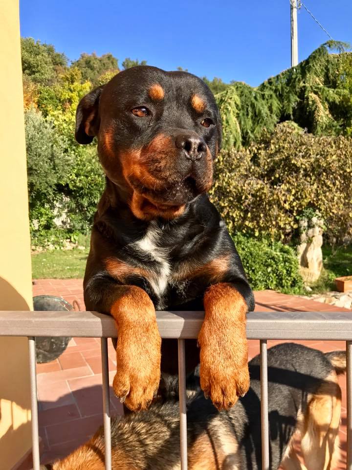 Rottweiler puppy standing up behind the fence