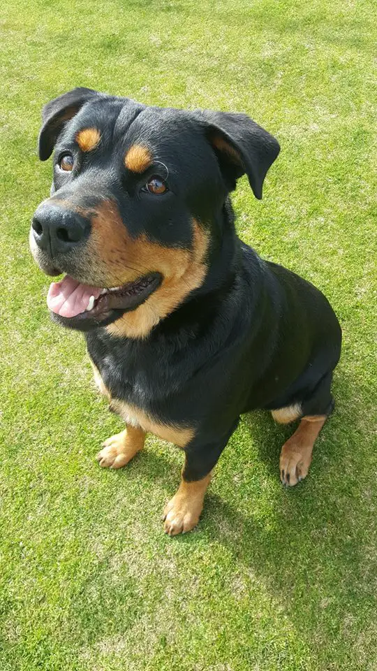 Rottweiler sitting on the green grass in the yard