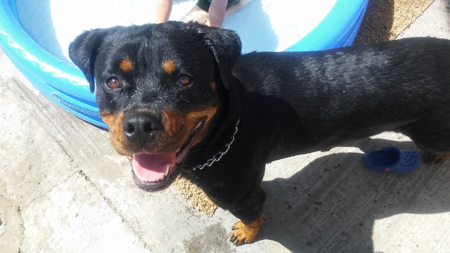 happy Rottweiler standing beside the inflatable pool