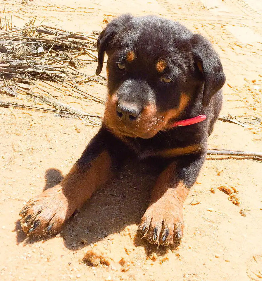 Rottweiler puppy lying down in the sand