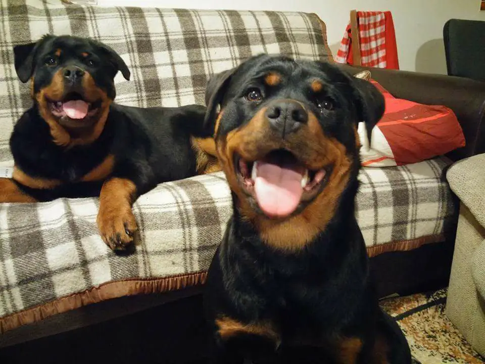 two Rottweilers lying on the couch and on the floor looking up with their sweet eyes