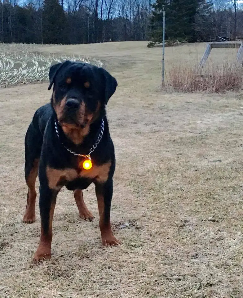 Rottweiler at the park