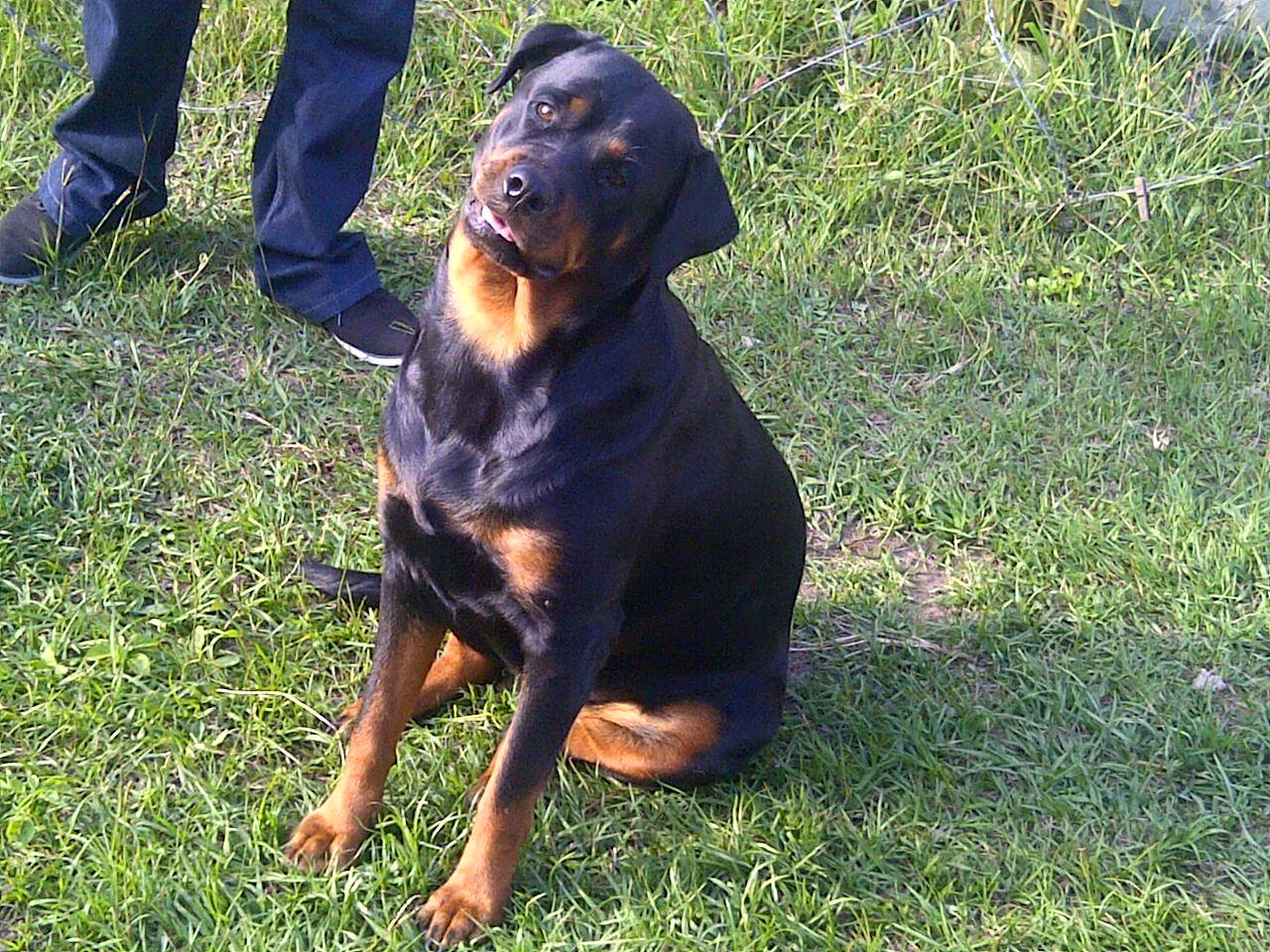 Rottweiler sitting on the green grass while tilting its head