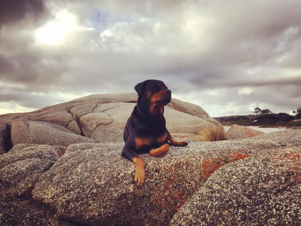 Rottweiler lying on top of the rock