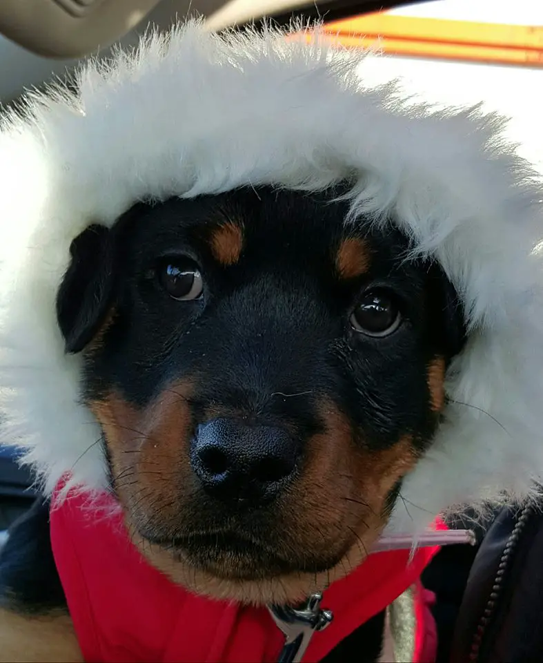 cute Rottweiler wearing a sweater with feather hoodie