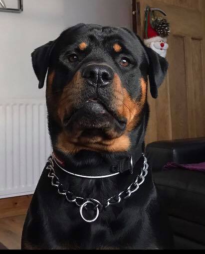 Rottweiler sitting on the floor with its serious face