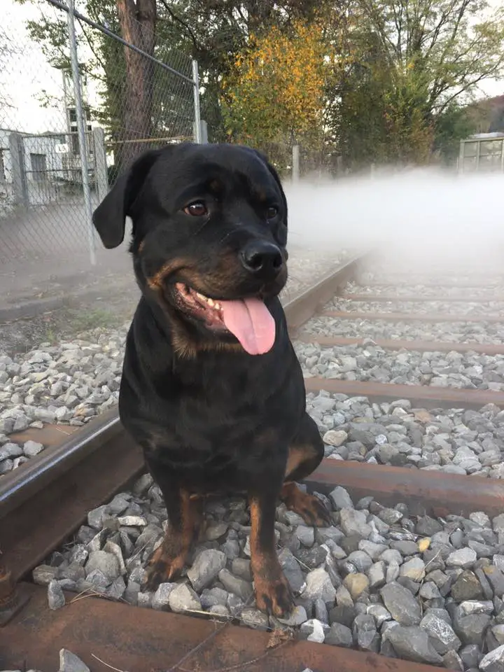 Rottweiler sitting on the train rail road