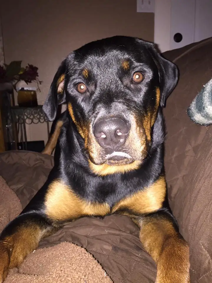 Rottweiler lying down on the couch