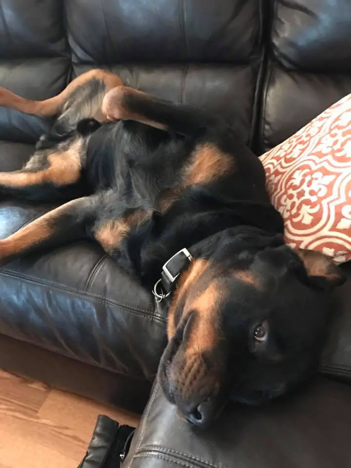 Rottweiler lying on the sofa