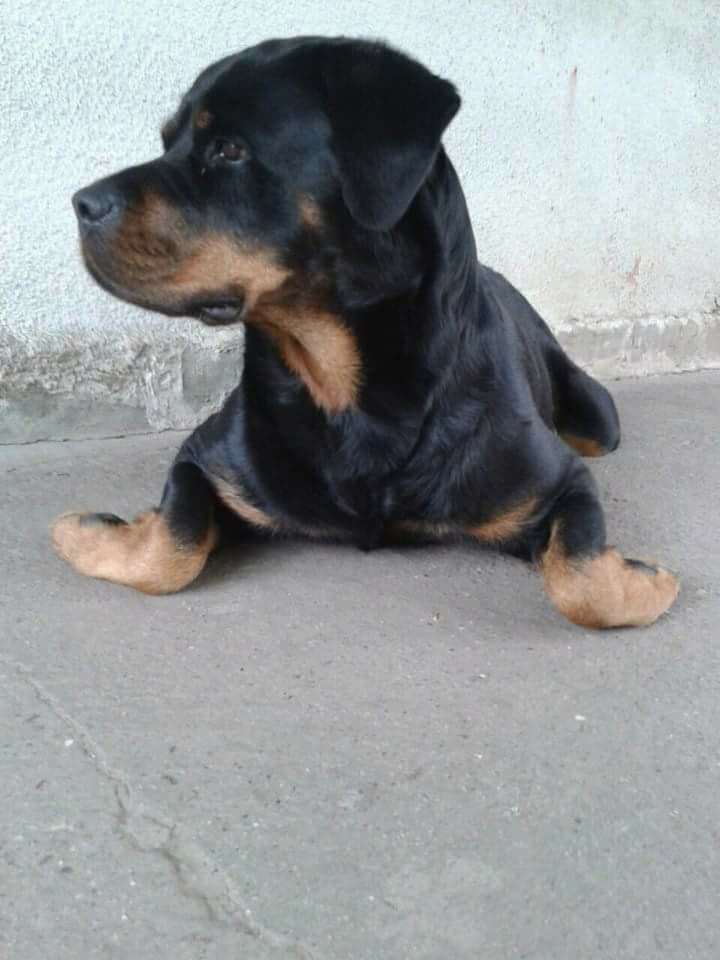 Rottweiler lying down on the pavement while looking on his right side