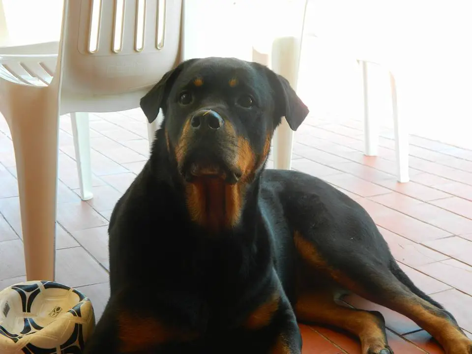 Rottweiler lying down on the floor while looking up with its curious face