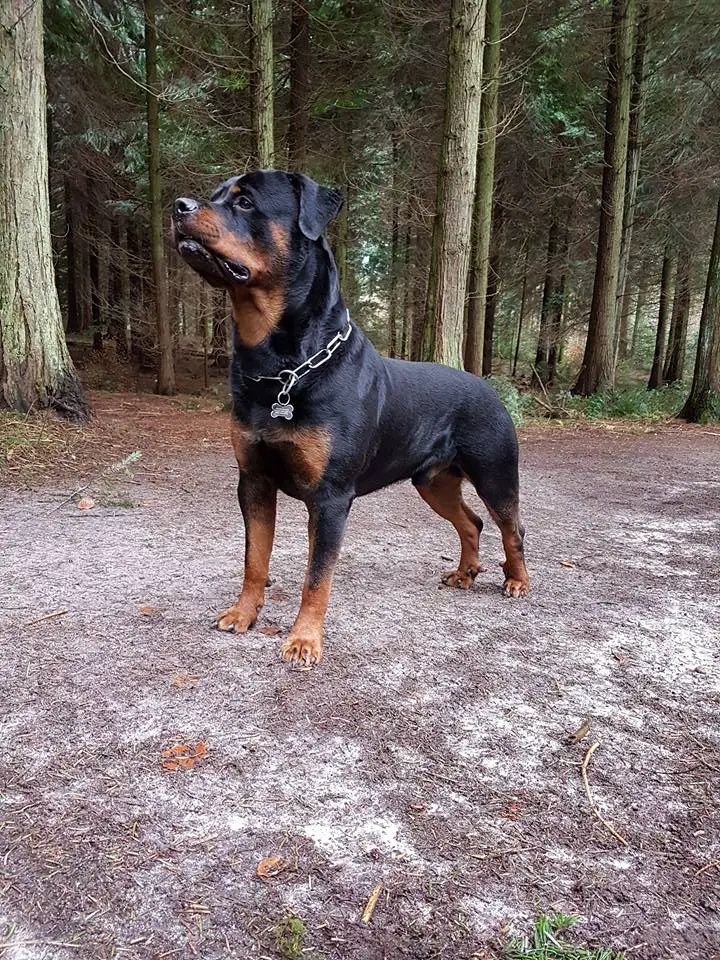 Rottweiler walking in the forest while looking up curiously