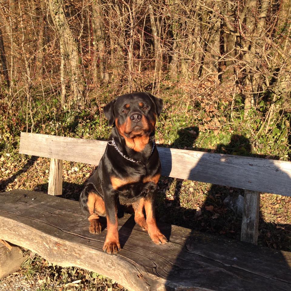 Rottweiler sitting on top of the wood bench under the sun