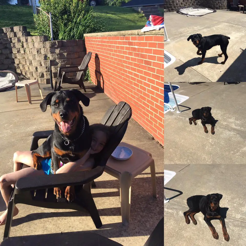 collage photo of Rottweiler sitting on top of a kid on the chair, walking on the pavement, and lying down by the pool