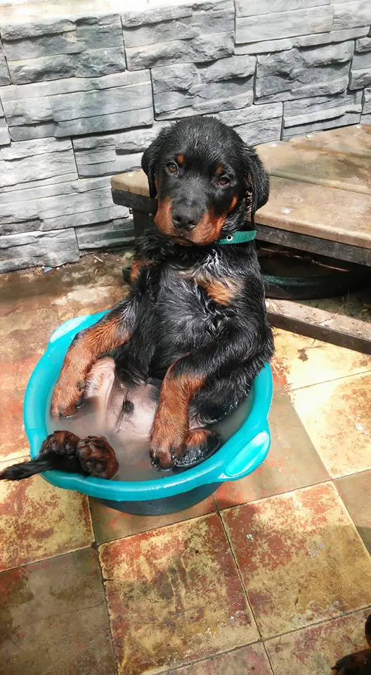 Rottweiler puppy taking a bath sitting in a bucket full of water