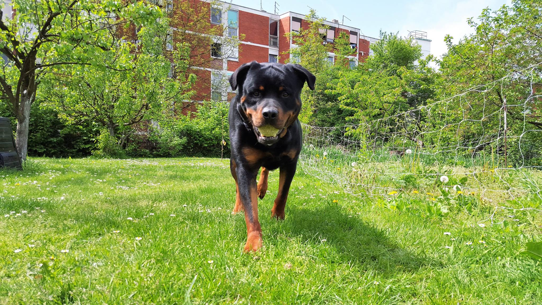 Rottweiler running at the park with a ball in its mouth