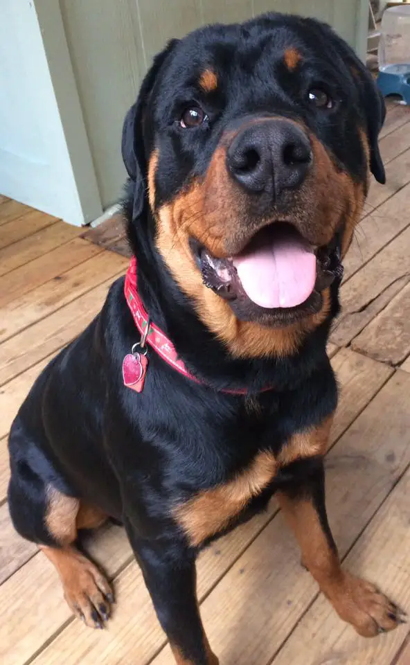 Rottweiler sitting on top of the wooden floor while looking up with its happy face
