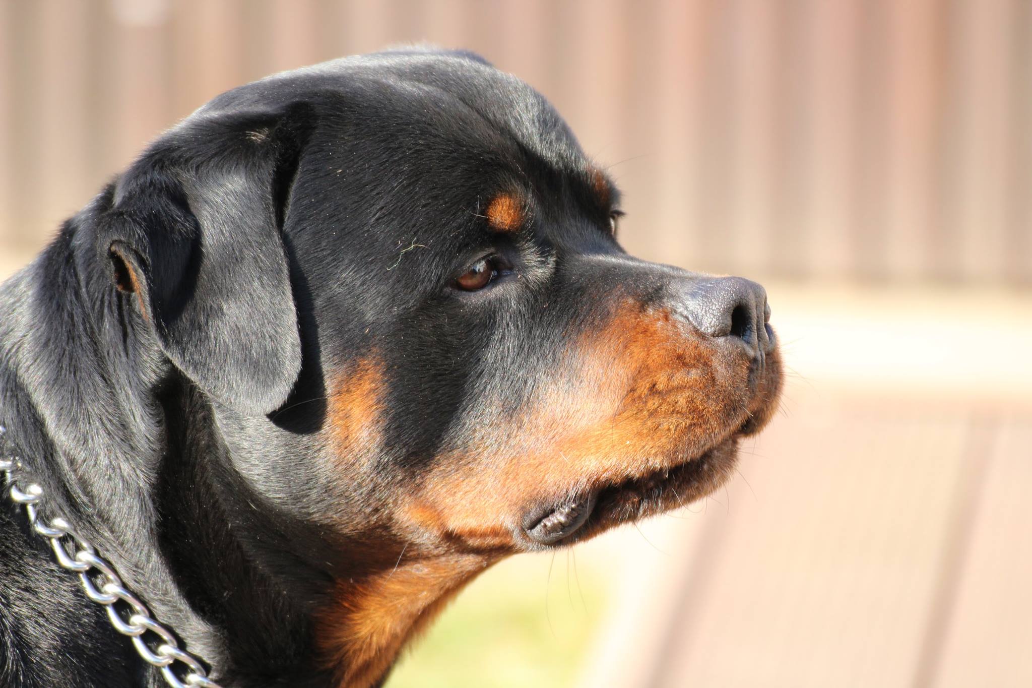 sideview face of a Rottweiler