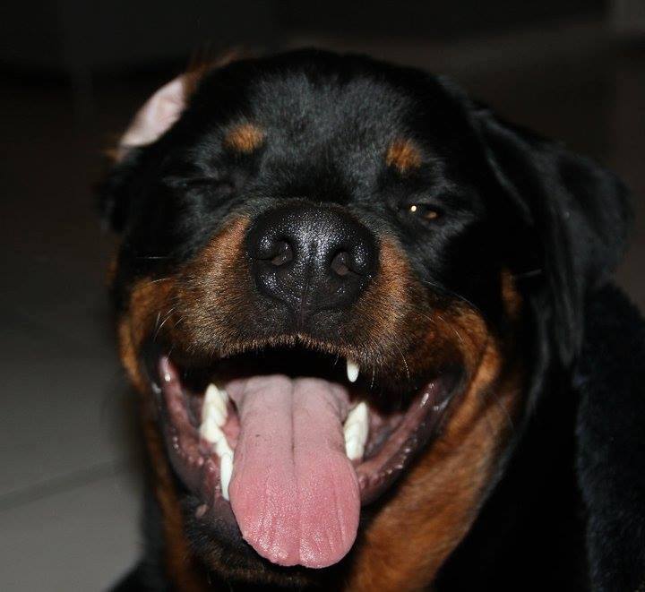 a smiling Rottweiler with its tongue out while winking