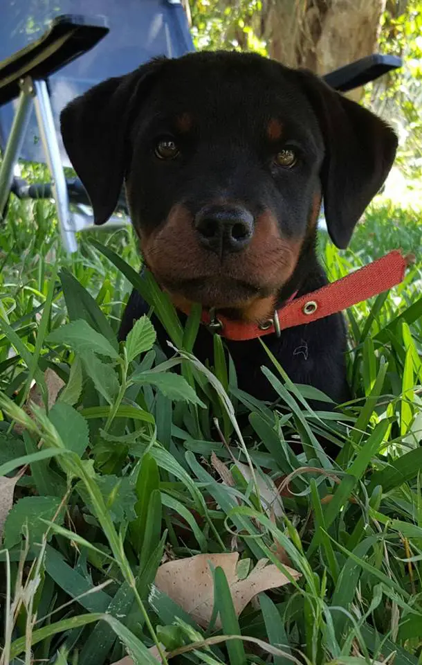 Rottweiler puppy sitting on the green grass