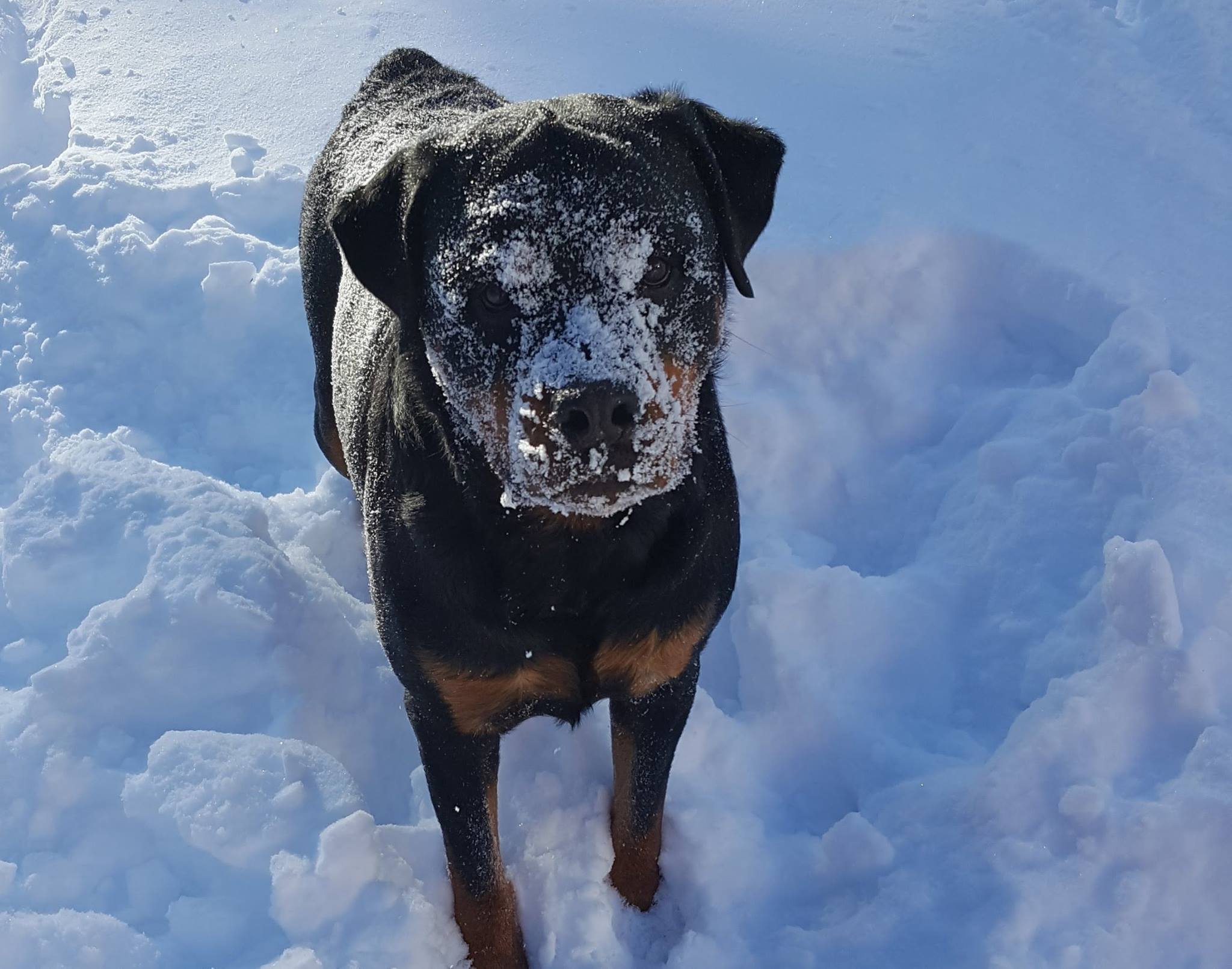 Rottweiler outdoors in winter with snow in its face