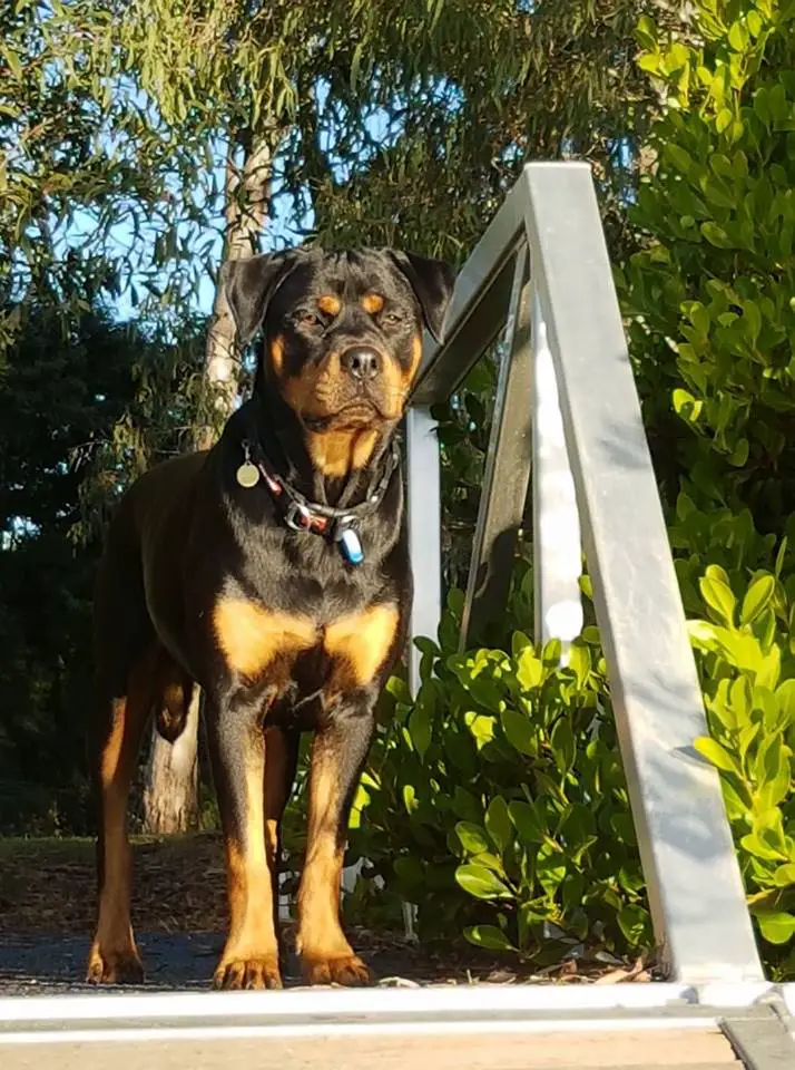 Rottweiler standing on the bridge under the sunlight