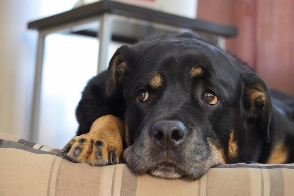Rottweiler lying down on its bed