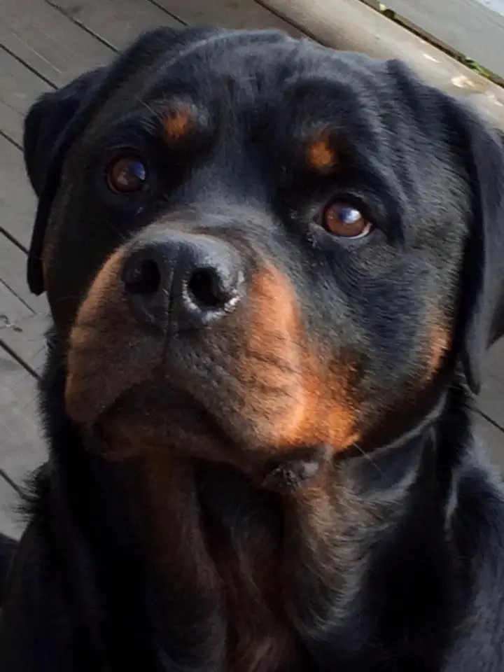 Rottweiler sitting on the wooden floor while looking up with its begging face