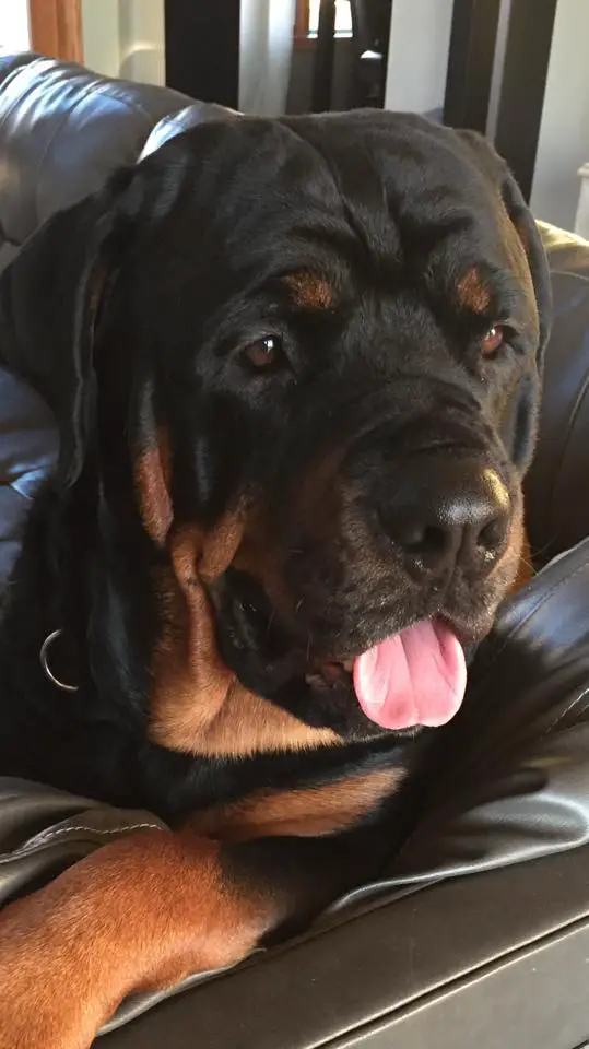 Rottweiler resting on the couch